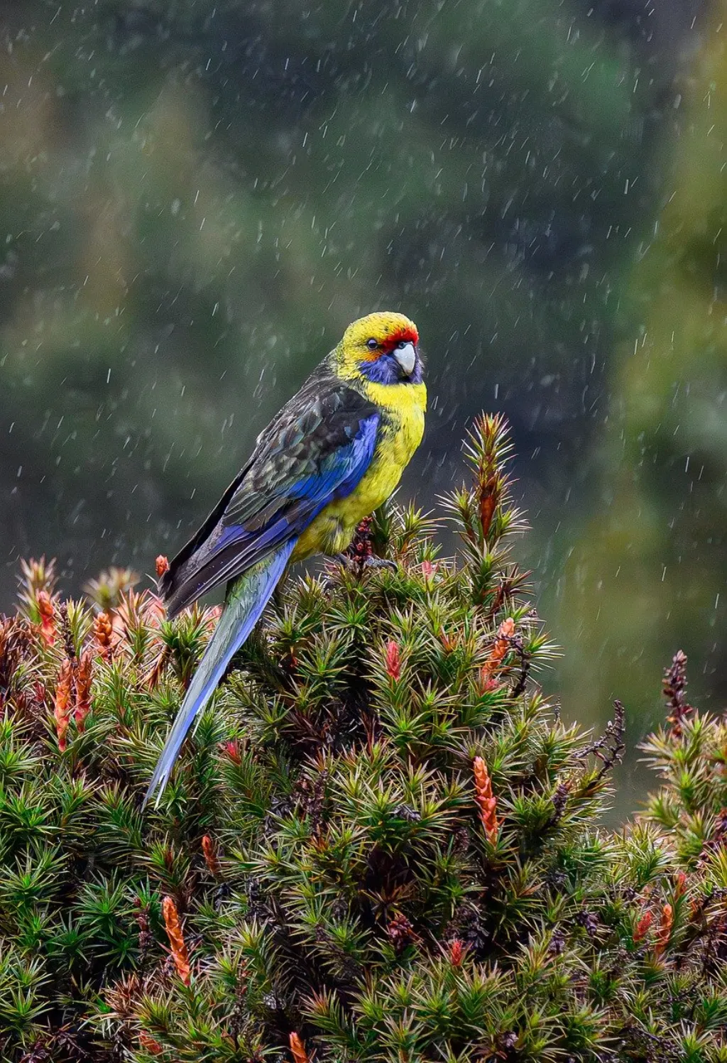 découvrez tout sur les précipitations : définition, types de pluie, impacts sur l'environnement et conseils pour se préparer aux intempéries.