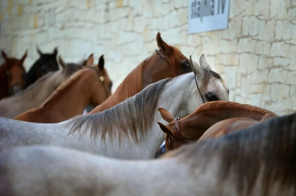 découvrez la médiation équine, une approche innovante qui utilise le contact avec les chevaux pour favoriser le bien-être, la communication et la résolution de conflits.