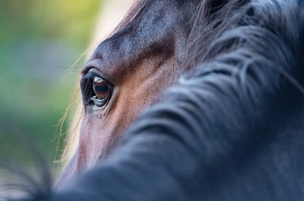 découvrez la médiation équine, une méthode innovante qui utilise le cheval pour améliorer la communication, renforcer les relations et favoriser le bien-être personnel et professionnel.