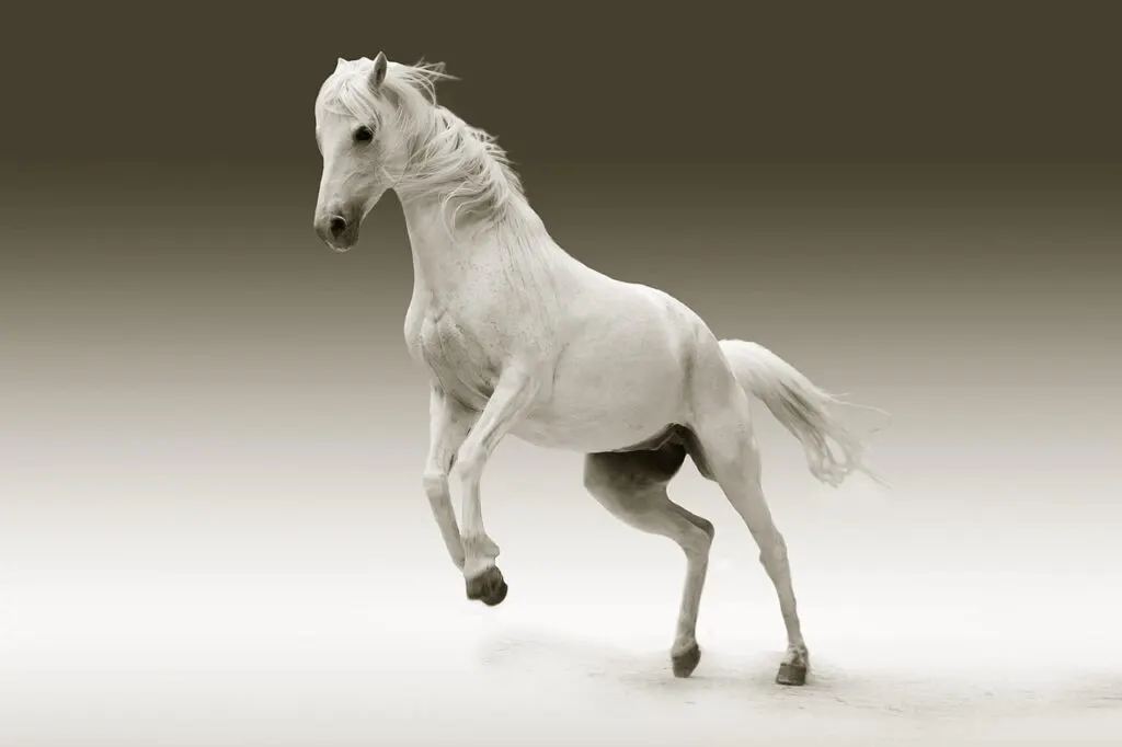 découvrez la médiation équine, une approche innovante utilisant la relation avec les chevaux pour améliorer la communication, réduire le stress et favoriser le bien-être personnel.