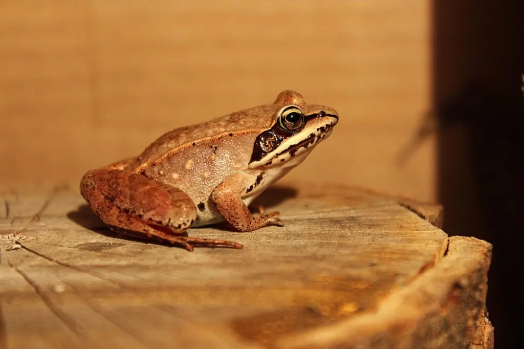 découvrez comment sauver les grenouilles et protéger leur habitat naturel grâce à nos conseils et actions de secours efficaces.