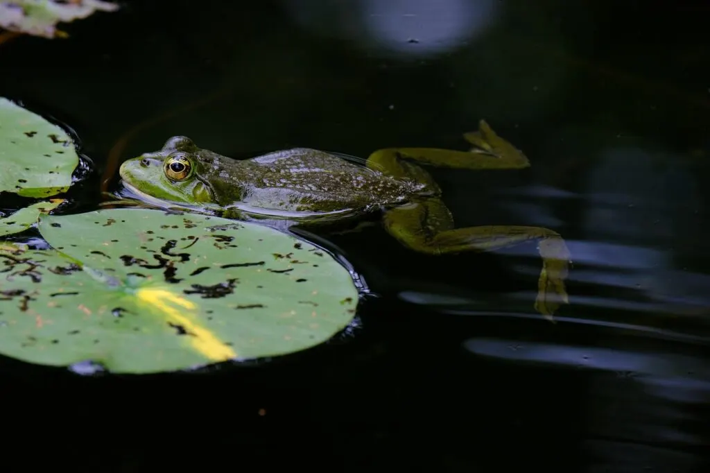 découvrez comment sauver les grenouilles en danger grâce à nos conseils et actions efficaces pour préserver leur habitat naturel et assurer leur survie.