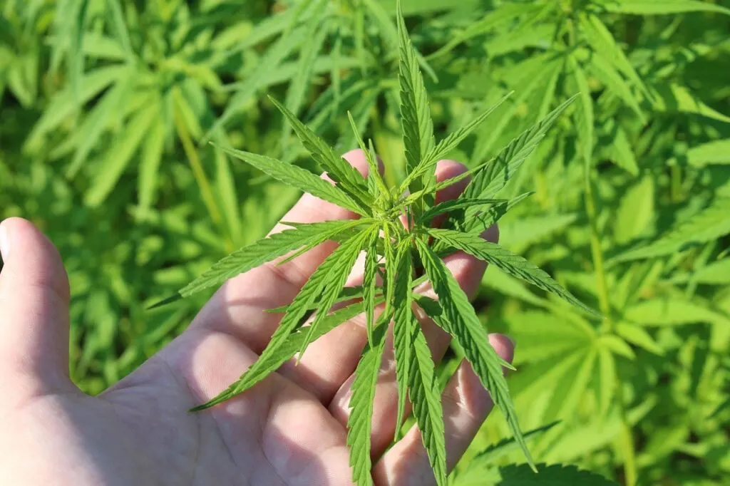 découvrez les enjeux du trafic de cannabis : impact social, législation en vigueur, et mesures de lutte contre ce commerce illégal.