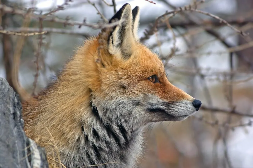 découvrez l'art de la chasse à courre, une tradition ancienne mêlant passion, technique et respect de la nature.