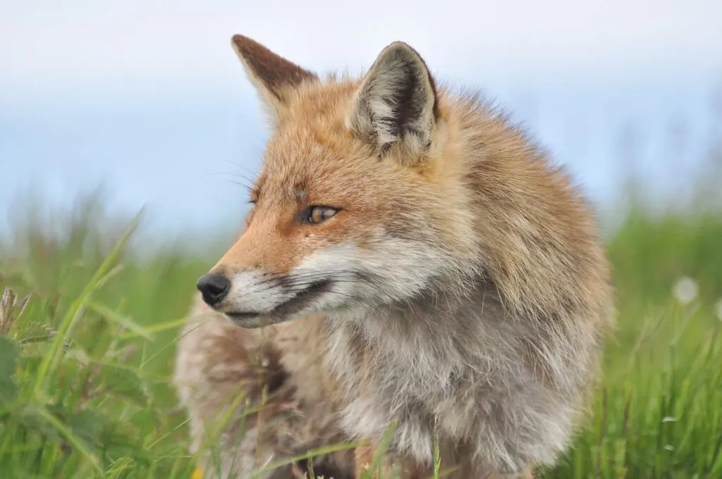 découvrez l'histoire et les traditions passionnantes de la chasse à courre, une activité ancestrale mêlant stratégie, nature et culture.