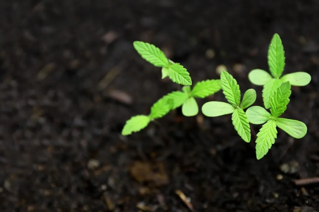découvrez les risques et les conséquences liés à une ferme de cannabis illégale, ainsi que les actions des autorités pour lutter contre ce phénomène.