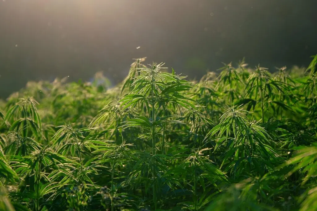 découvrez les risques et conséquences liés aux fermes illégales de cannabis, une activité illégale aux impacts économiques et environnementaux majeurs.