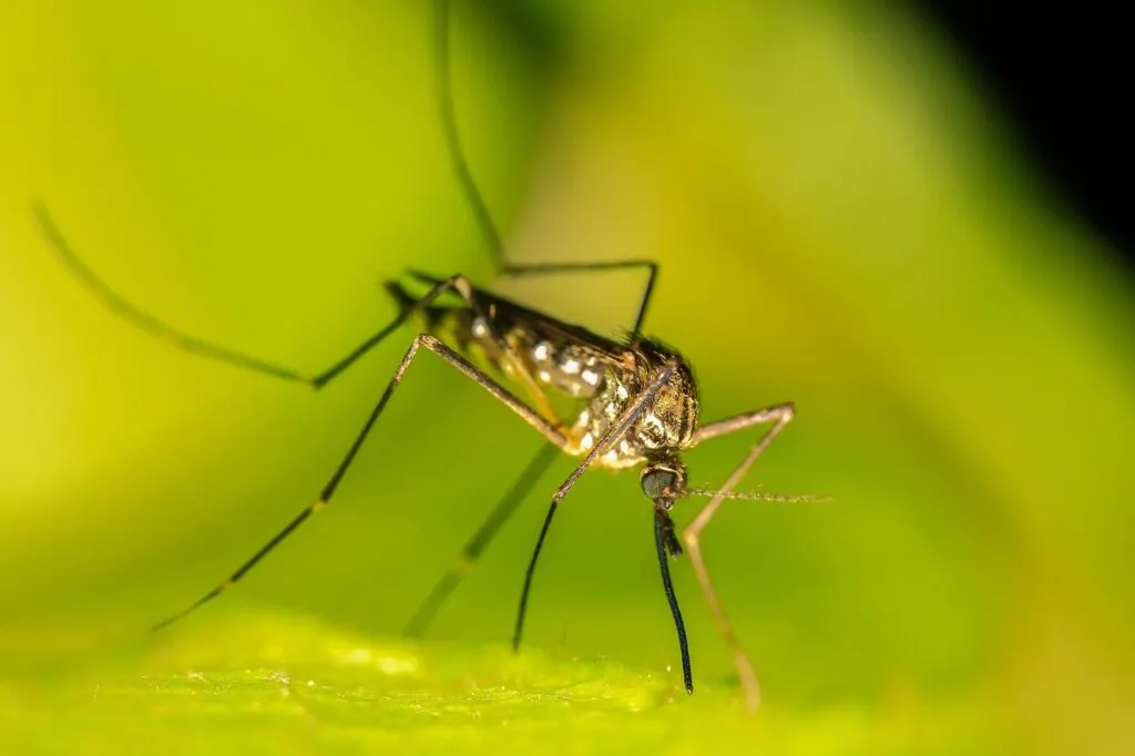 découvrez comment identifier, prévenir et gérer une invasion de moustiques pour protéger votre maison et profiter d'un environnement sans nuisibles.