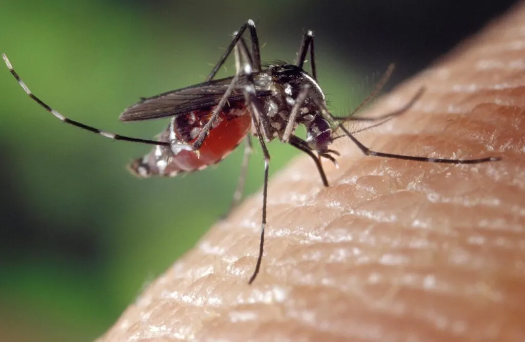 découvrez comment prévenir et gérer une invasion de moustiques efficacement pour protéger votre maison et votre santé.