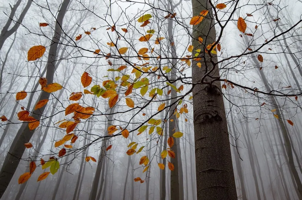 découvrez comment gérer efficacement les arbres tombés, prévenir les dommages et assurer la sécurité de votre environnement.
