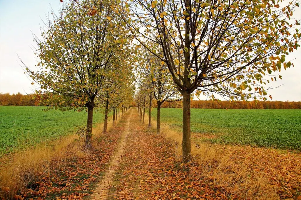 découvrez les causes, les dangers et les solutions liées aux arbres tombés. conseils pour la prévention et l'entretien forestier après une chute d'arbre.