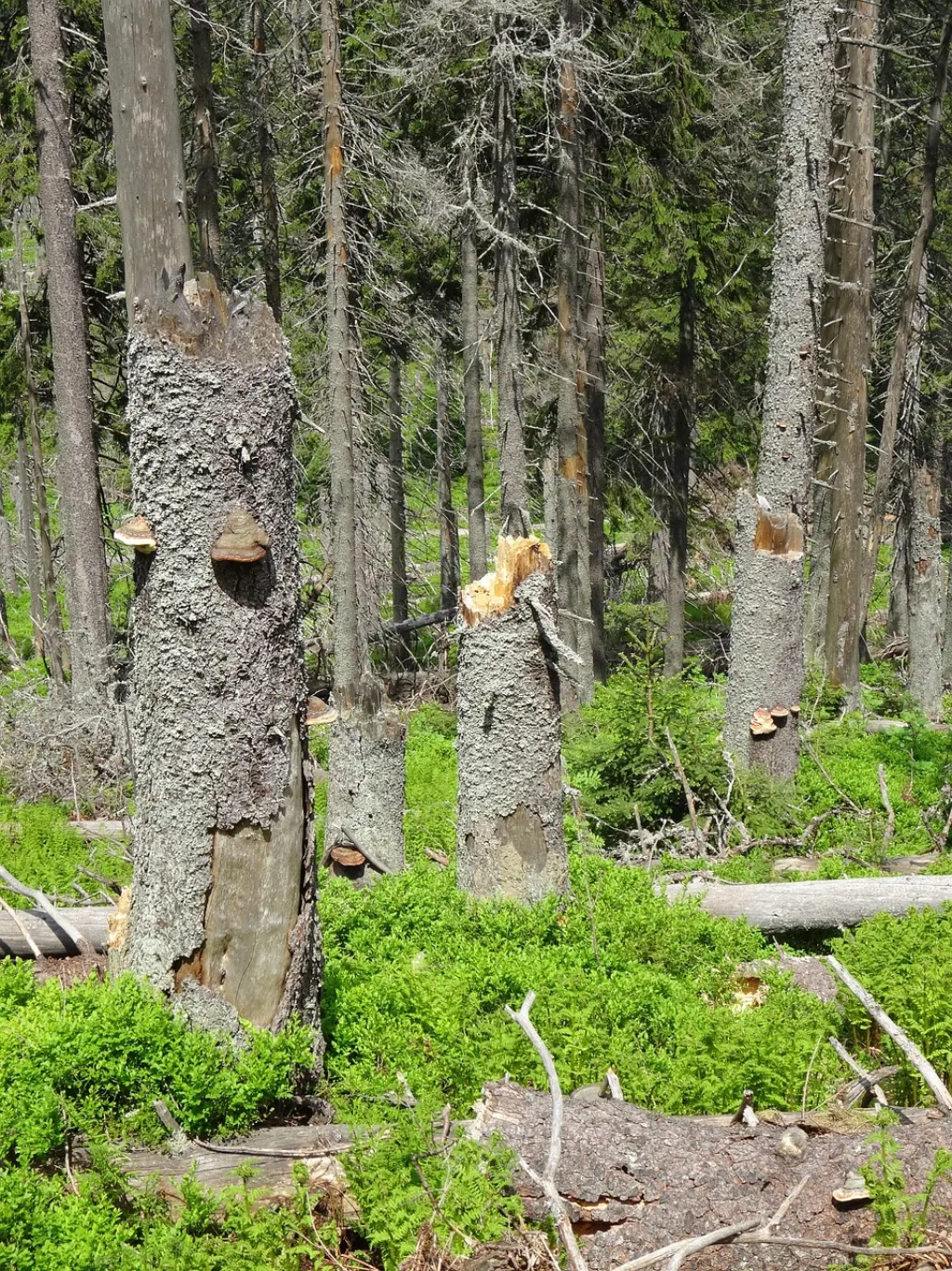 découvrez comment gérer et enlever les arbres tombés en toute sécurité. conseils pratiques pour prévenir les dommages et restaurer votre jardin efficacement.