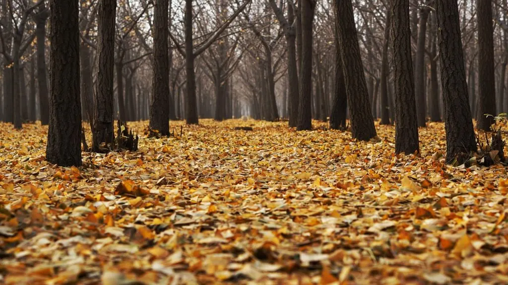 découvrez comment gérer les arbres tombés en toute sécurité, des conseils pour leur enlèvement et leur utilisation écologique.