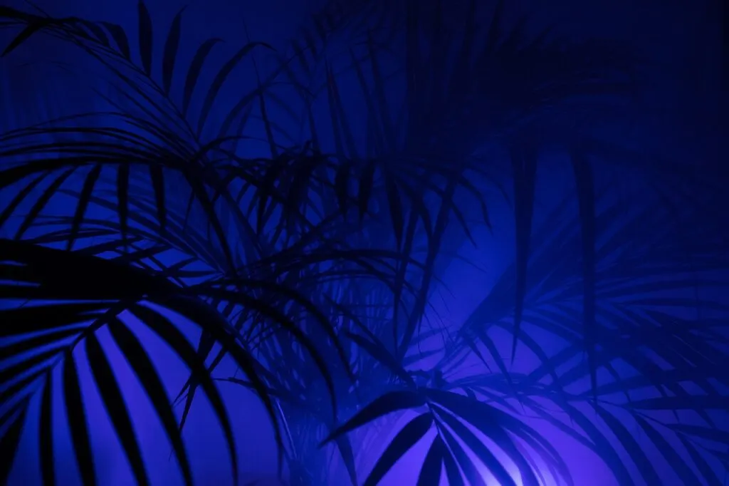 découvrez les meilleures free parties : événements musicaux gratuits, ambiance festive et rencontres inoubliables. vivez des moments uniques en toute liberté !