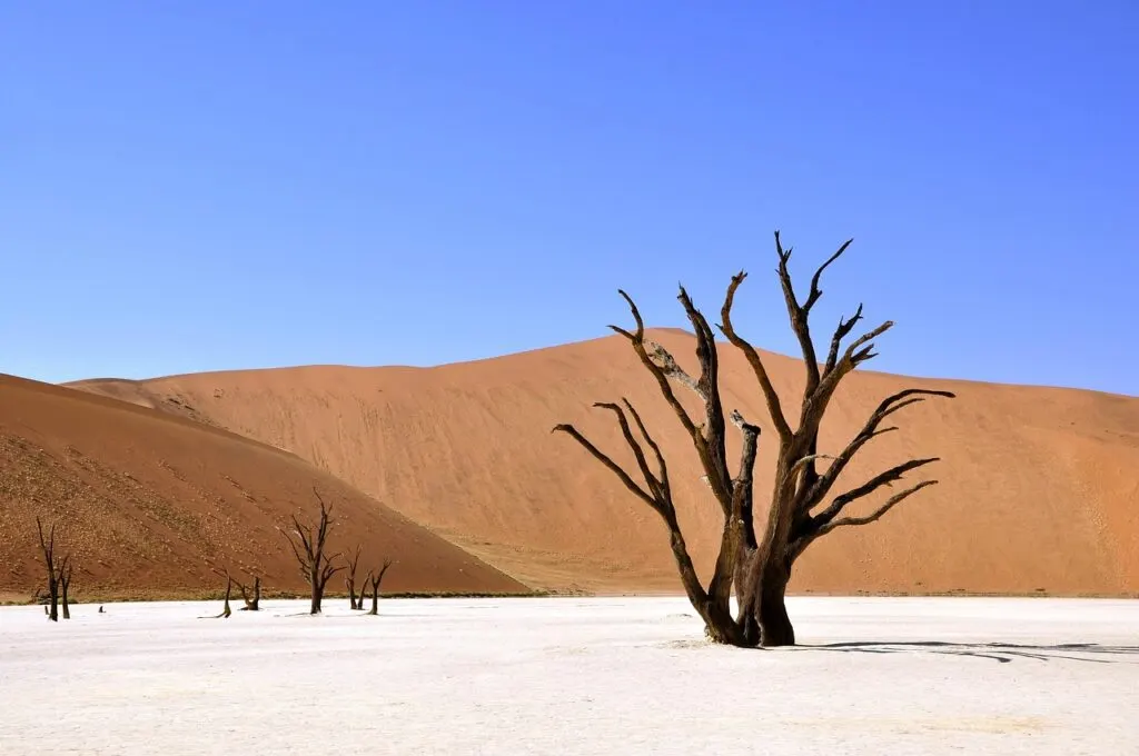 découvrez les causes, impacts et solutions face à la sécheresse, un phénomène climatique aux conséquences majeures sur l'environnement et l'agriculture.