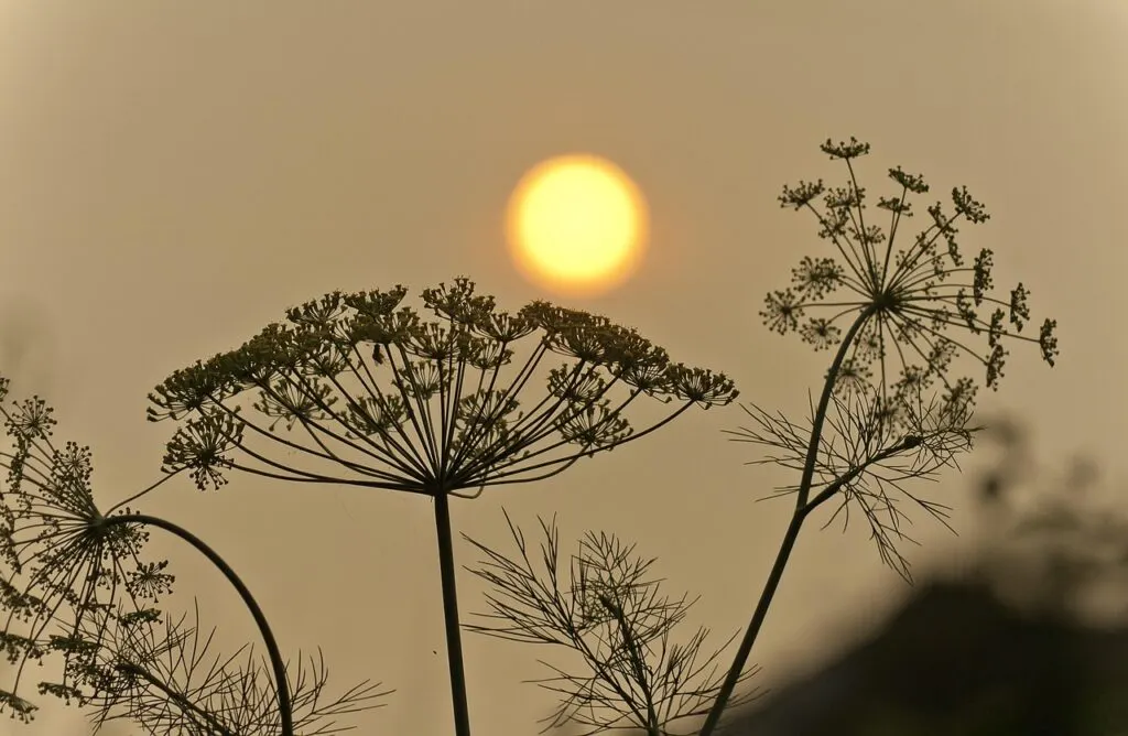 découvrez tout ce qu'il faut savoir sur les incendies de forêt : prévention, causes, impacts environnementaux et mesures de sécurité.