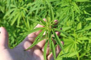 Découverte de 50 kilos de cannabis dans l’Hérault : un livreur du Chemin Bas interpellé par la police à Nîmes