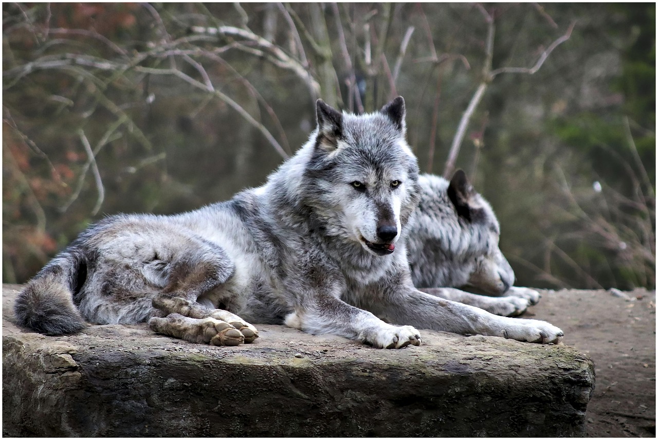 découvrez l'univers fascinant des loups, ces créatures majestueuses et mystérieuses. explorez leur comportement, leur habitat et leur rôle essentiel dans l'écosystème. plongez dans des faits fascinants sur ces animaux emblématiques et apprenez comment ils interagissent avec leur environnement.