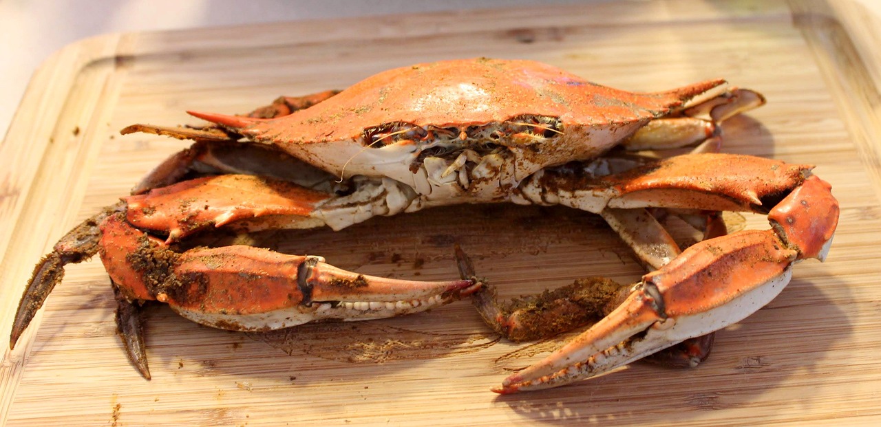 découvrez l'invasion des crabes bleus, leur impact sur l'écosystème marin et les mesures pour contrer leur prolifération. analysez les conséquences écologiques et économiques de cette espèce envahissante.
