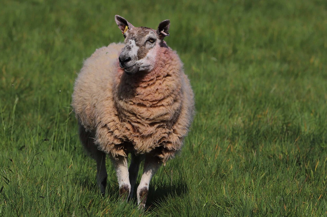 découvrez tout sur l'élevage ovin, des conseils pratiques pour prendre soin de vos moutons aux meilleures pratiques de gestion de troupeau, en passant par les aspects nutritionnels et sanitaires. apprenez à tirer le meilleur parti de votre exploitation ovine.