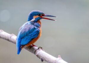 Quelles espèces aviaires peuvent être aperçues en ce moment dans l’Hérault ?
