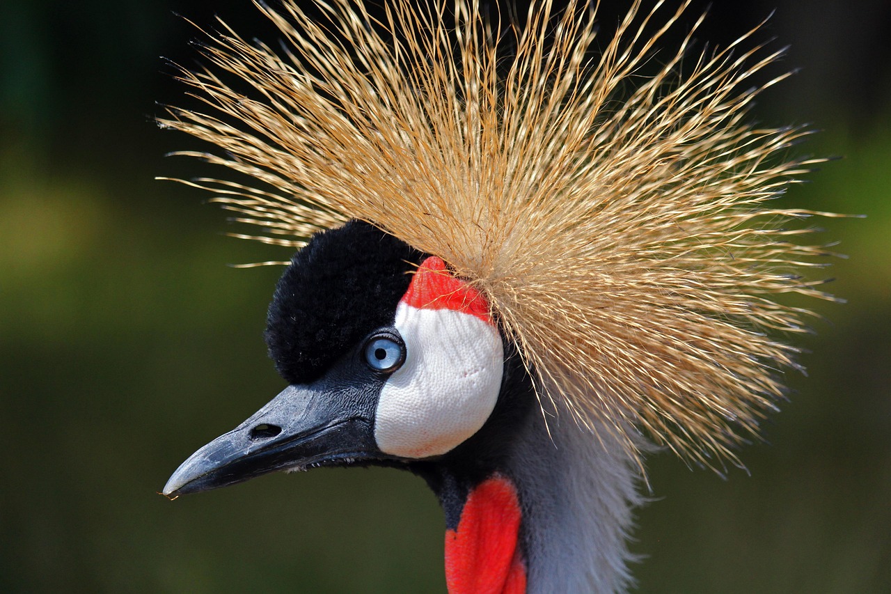 découvrez les différentes espèces d'oiseaux, leurs habitats, comportements et caractéristiques uniques. explorez le monde fascinant de l'ornithologie et apprenez comment préserver la biodiversité aviaire.