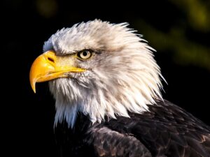 Un aigle royal victime d’une éolienne dans l’Hérault : le verdict attendu pour le 9 avril