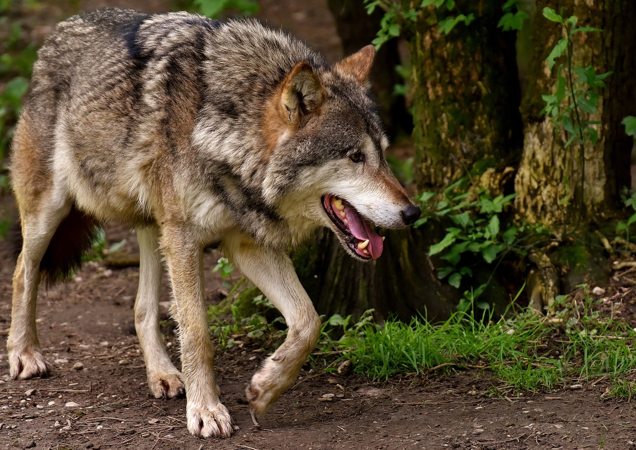 découvrez l'univers fascinant des loups, ces majestueux prédateurs emblématiques des forêts. apprenez-en plus sur leur comportement, leur habitat et leur rôle essentiel dans l'écosystème. plongez dans la vie sociale des meutes et la symbolique du loup à travers les cultures.
