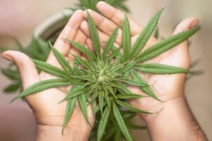 Hérault : une patrouille routinière dévoile une immense plantation de cannabis