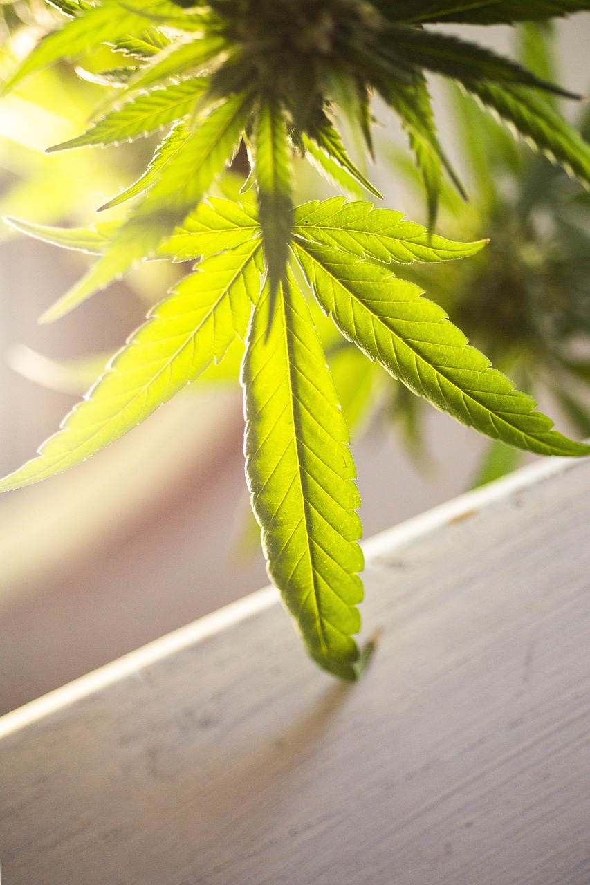 découvrez l'univers fascinant du cannabis : ses origines, ses variétés, ses usages médicaux et récréatifs, ainsi que les législations qui l'entourent. informez-vous sur ses effets, ses bienfaits potentiels et les tendances actuelles du marché du cannabis.