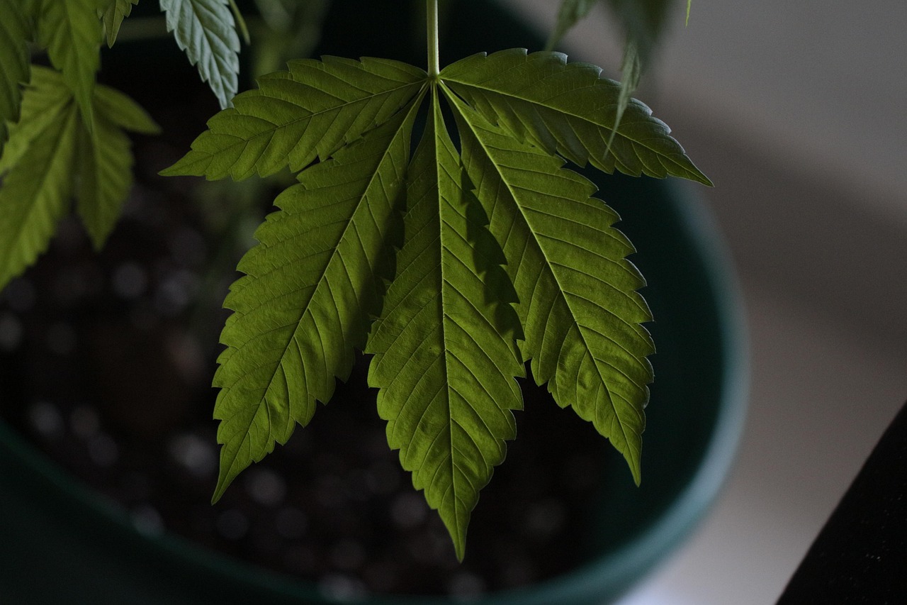 découvrez tout ce qu'il faut savoir sur le cannabis : ses variétés, ses effets, les lois qui l'entourent et ses usages thérapeutiques. plongez dans l'univers du cannabis, de la culture à la consommation, et informez-vous sur ses bénéfices et ses risques.