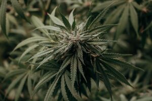 Des gendarmes découvrent une culture de cannabis lors d’une patrouille à Bédarieux, dans l’Hérault