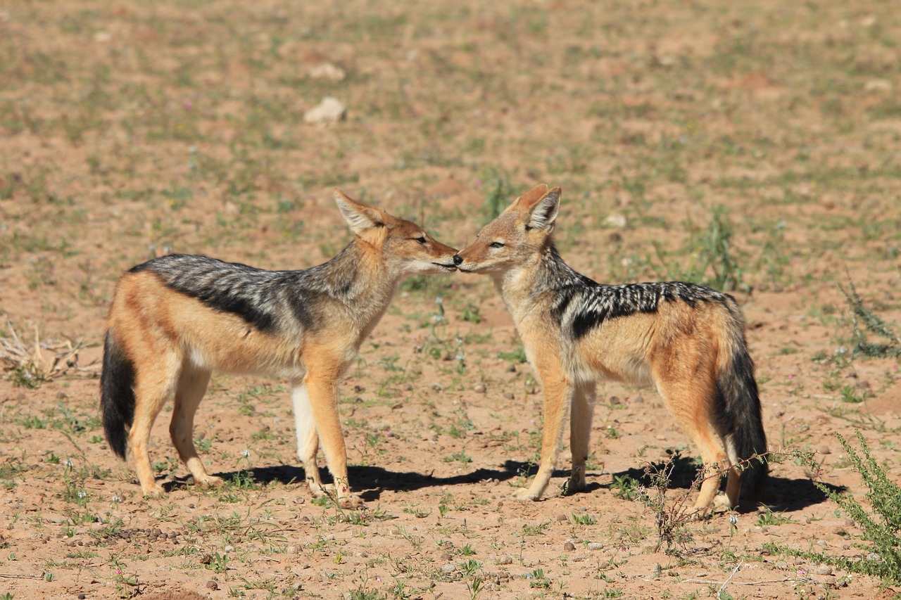 découvrez le chacal doré, un animal fascinant aux multiples facettes. apprenez-en plus sur son habitat, son comportement, et son rôle dans l'écosystème. explorez la vie de ce canidé adaptable et intelligent qui se retrouve dans diverses régions du monde.