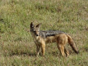 Un chacal doré observé dans l’Hérault : une première historique pour la région
