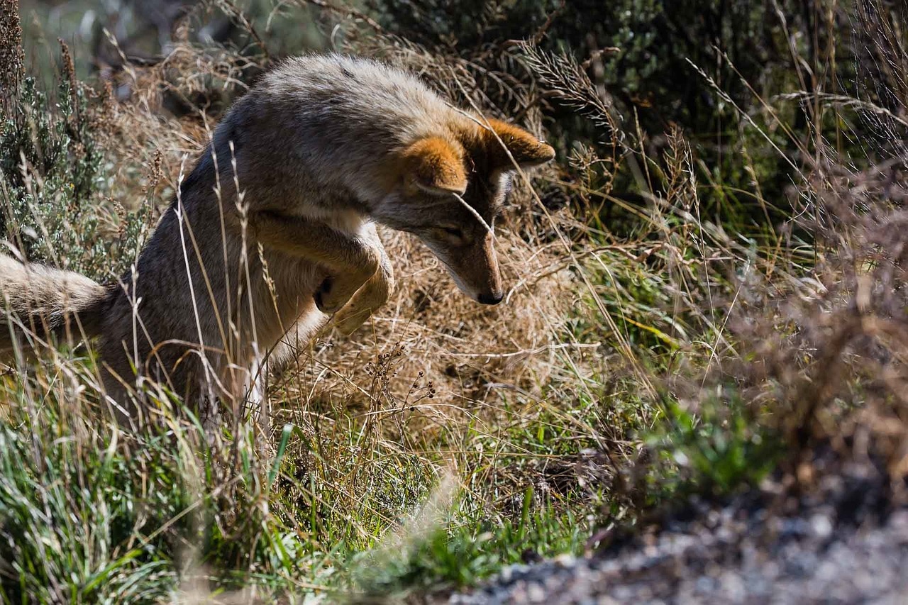 découvrez le chacal doré, un animal fascinant et adaptable, connu pour son intelligence et son rôle important dans l'écosystème. apprenez-en plus sur ses habitats, son comportement et sa place dans la nature.