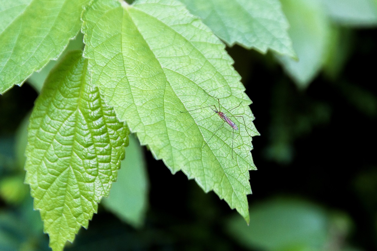découvrez tout ce que vous devez savoir sur la saison des moustiques : les périodes de piqûres, les conseils pour vous protéger efficacement, et des astuces pour garder votre jardin sans insectes. préparez-vous à profiter de l'extérieur sans être dérangé par ces nuisibles !