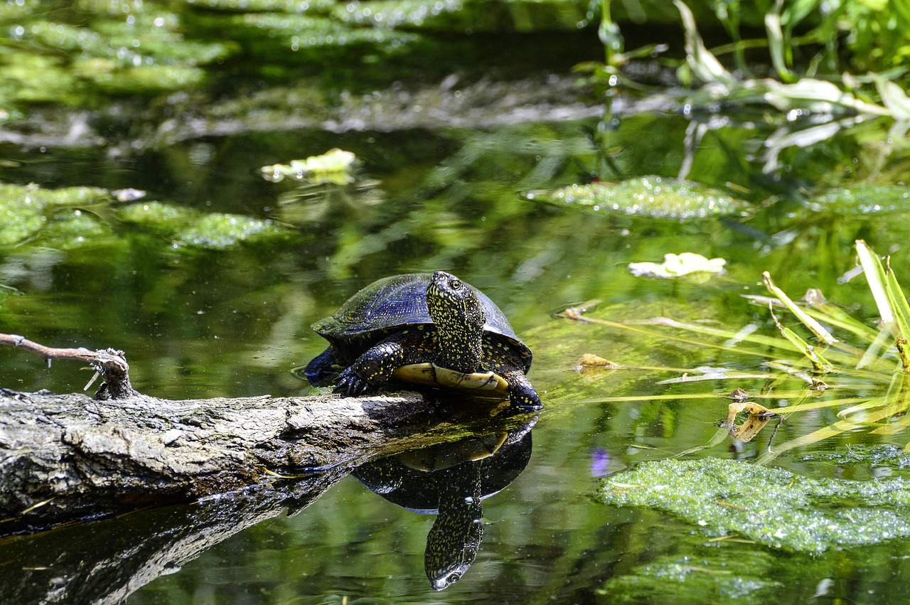 découvrez la tortue des marais européenne, une espèce fascinante au mode de vie aquatique unique. explorez ses habitats, ses comportements et les efforts de conservation pour protéger cette tortue emblématique d'europe.