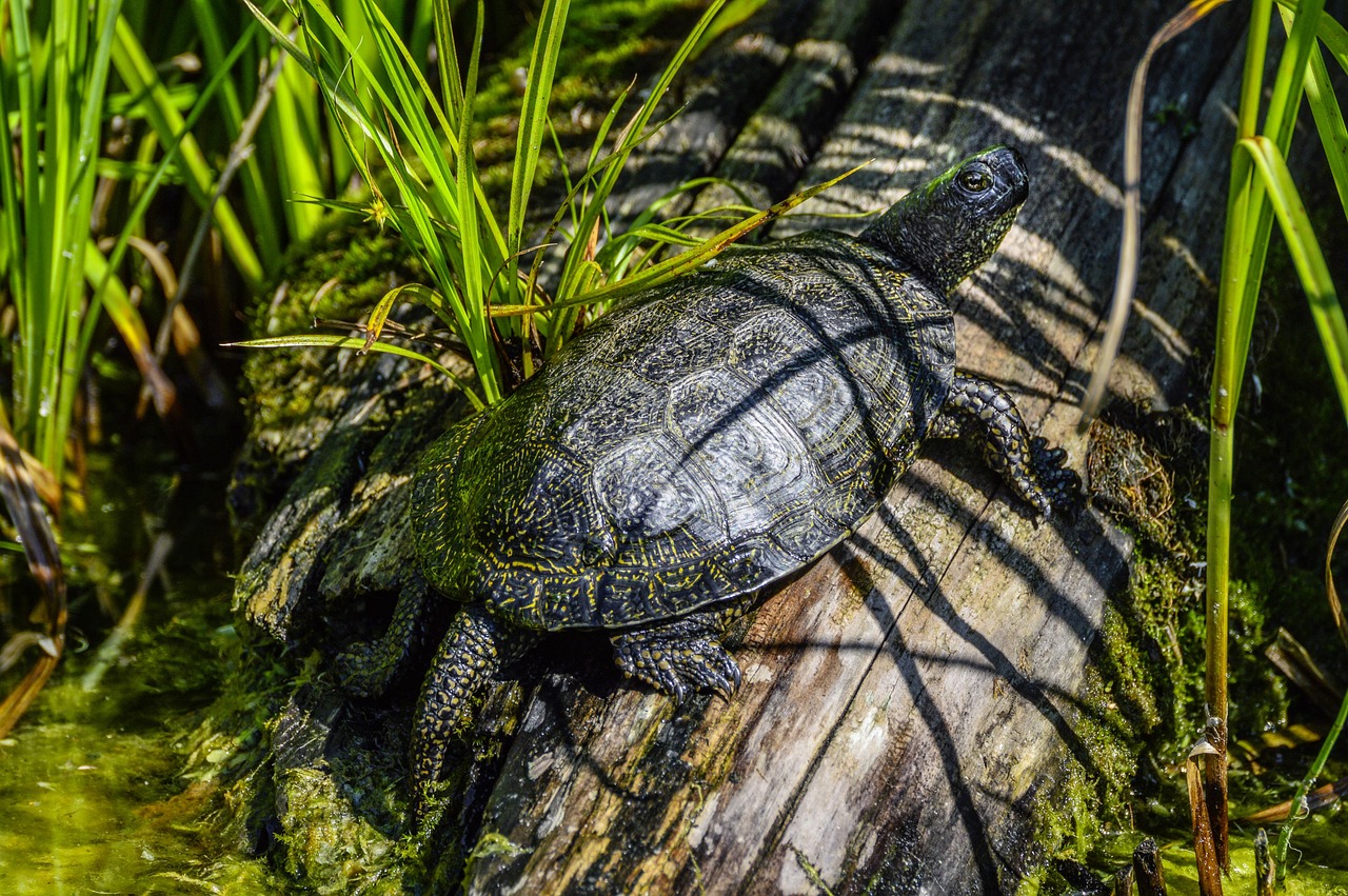 découvrez la tortue de mare européenne, une espèce fascinante en danger. apprenez sur son habitat, ses caractéristiques uniques et les efforts de conservation pour protéger cette créature emblématique des écosystèmes aquatiques en europe.