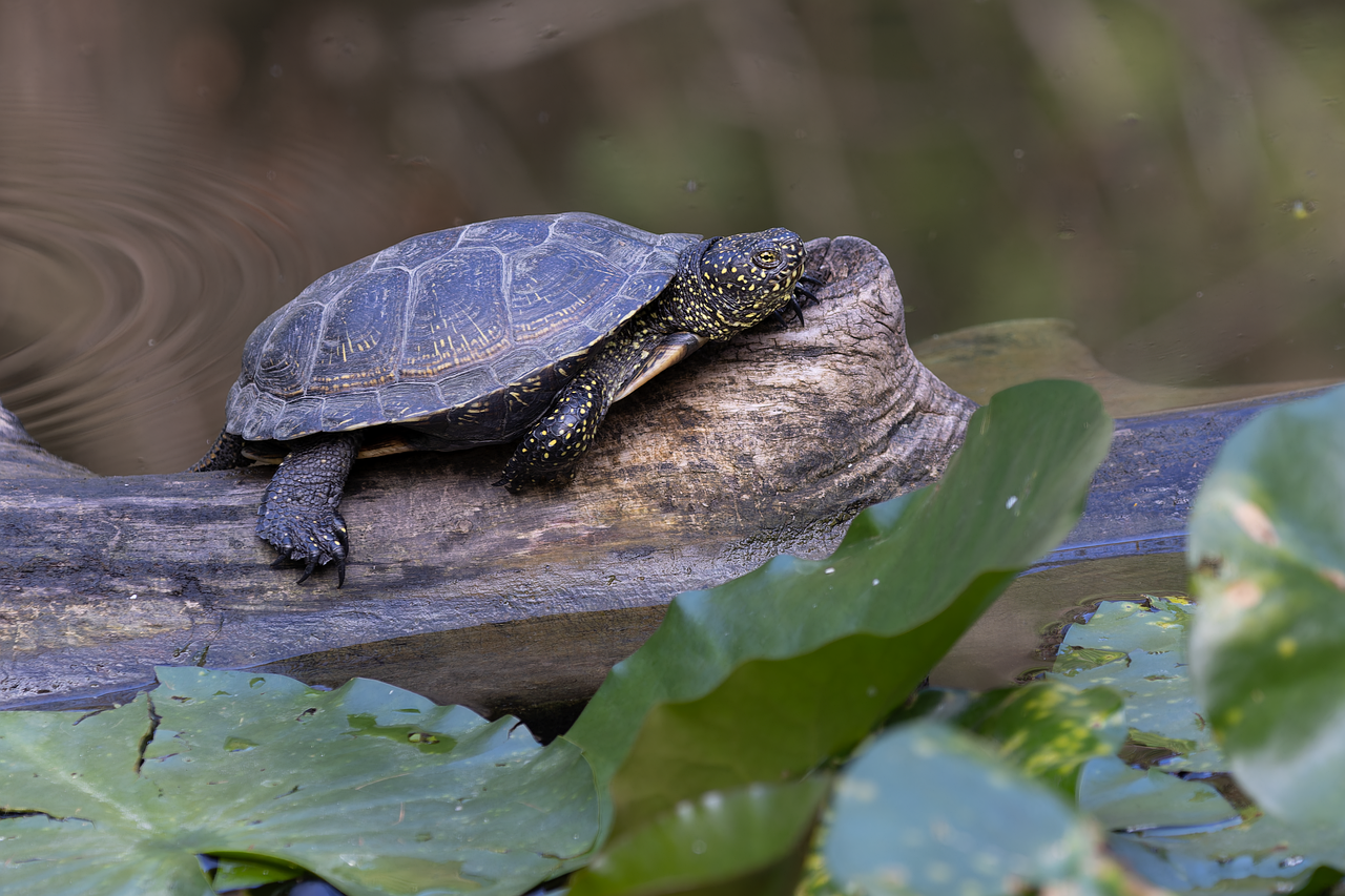 découvrez les caractéristiques fascinantes de la tortue des mares européennes, sa habitat naturel, son comportement et son rôle dans l'écosystème. plongez dans l'univers de cette espèce emblématique qui mérite d'être protégée.