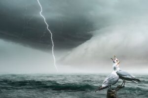 Des raies en danger secourues au large des côtes héraultaises, un phénomène rarissime