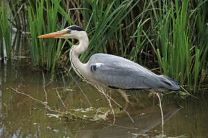 Intervention des gendarmes lors d’une fête sauvage au bord du fleuve Hérault : verbalisations et saisies de matériel sonore