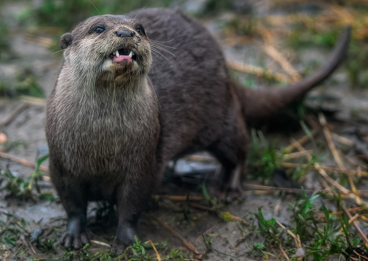 découvrez l'univers fascinant des loutres, ces mammifères aquatiques espiègles et joyeux. apprenez-en plus sur leur habitat, leur comportement social et leur rôle essentiel dans l'écosystème. plongez dans la vie de ces créatures adorables et leur importance pour la biodiversité.