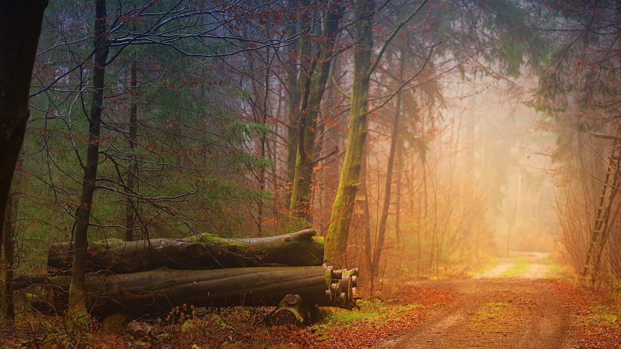 découvrez l'automne : ses couleurs chaleureuses, ses paysages enchanteurs et toutes les activités à savourer durant cette saison magique. inspirez-vous pour profiter pleinement de l'automne !