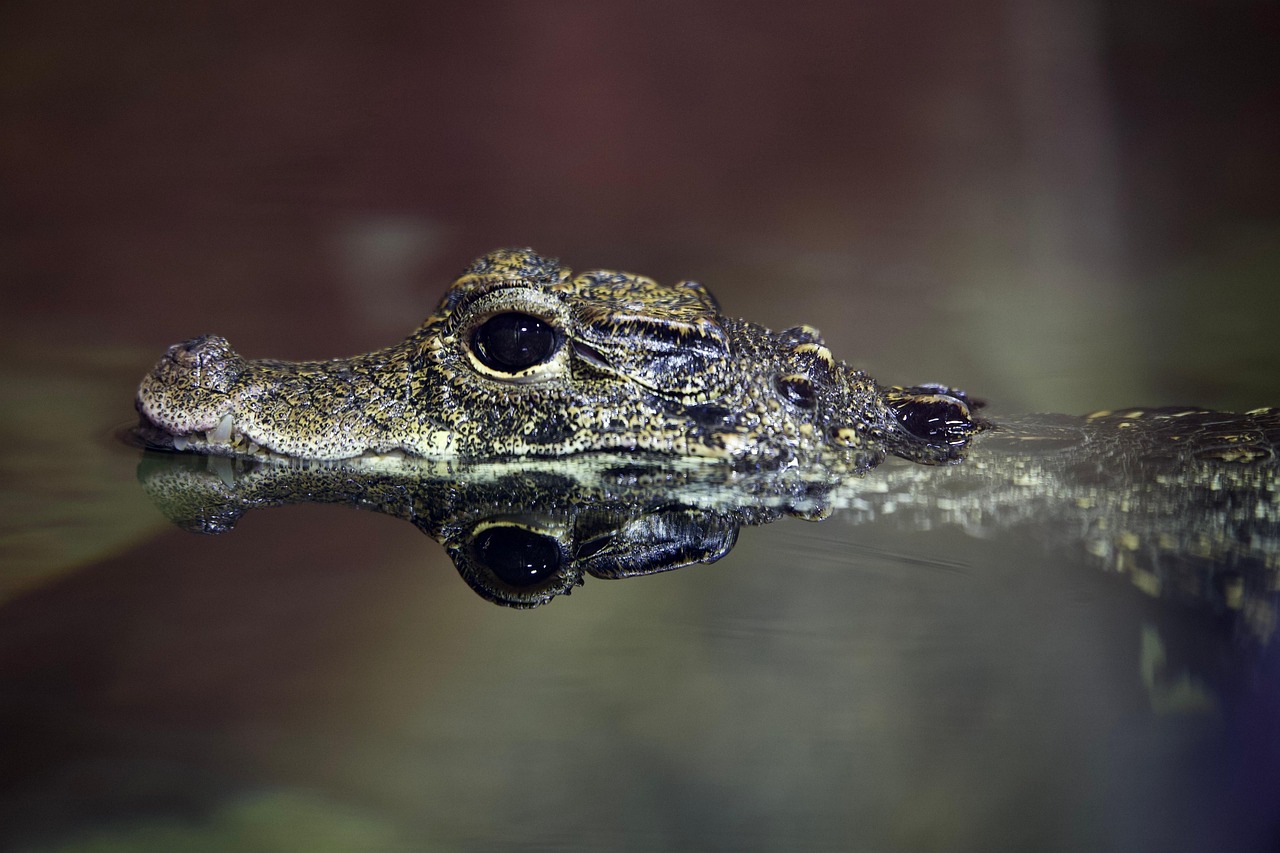découvrez tout sur le crocodile : son habitat, son alimentation, ses caractéristiques uniques et son rôle dans l'écosystème. plongez dans l'univers fascinant de ce prédateur emblématique.