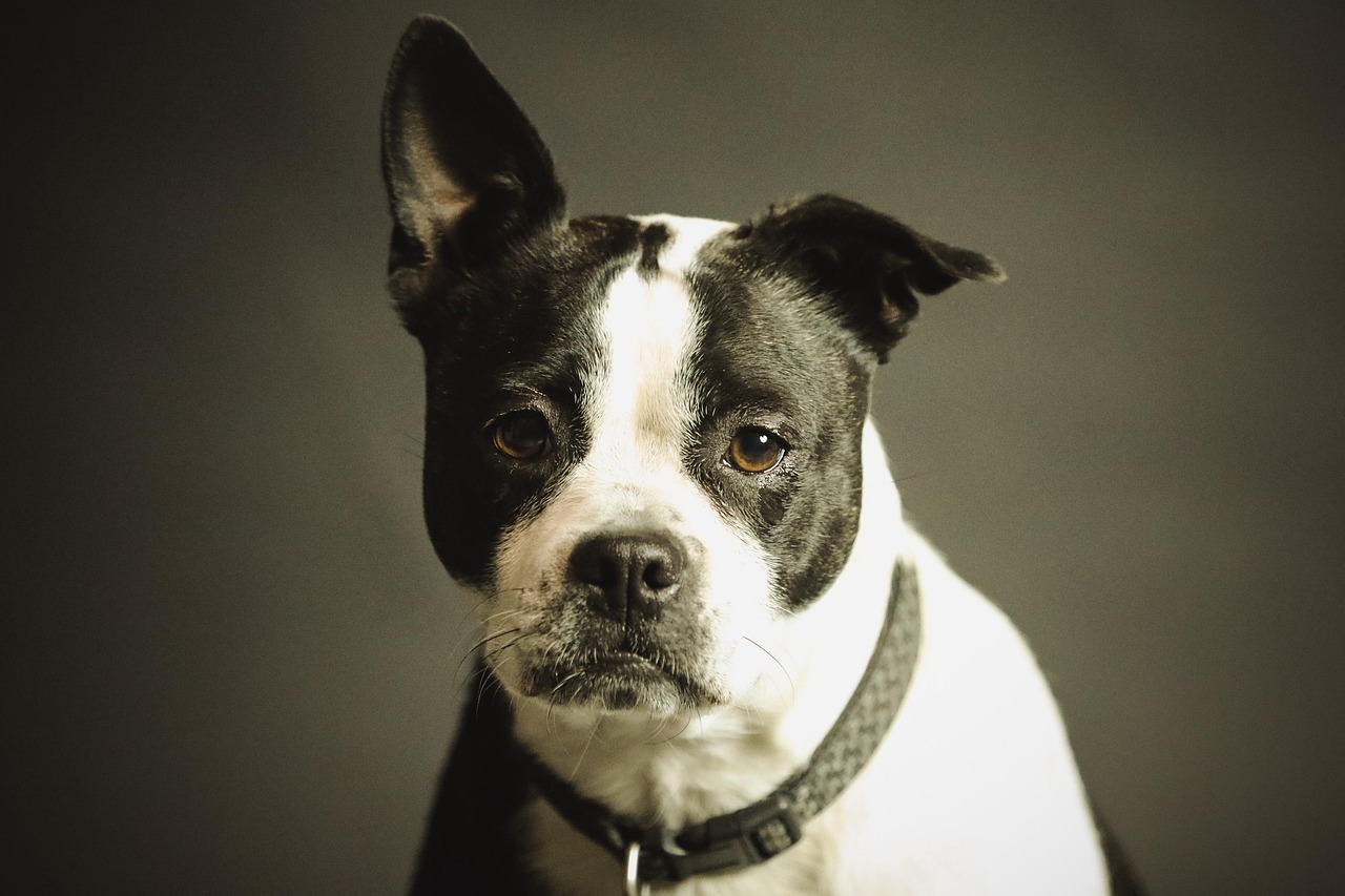 découvrez comment retrouver un chien perdu, les démarches à suivre et des conseils pratiques pour augmenter vos chances de retrouver votre animal rapidement. conseils, ressources et soutien pour propriétaires de chiens.
