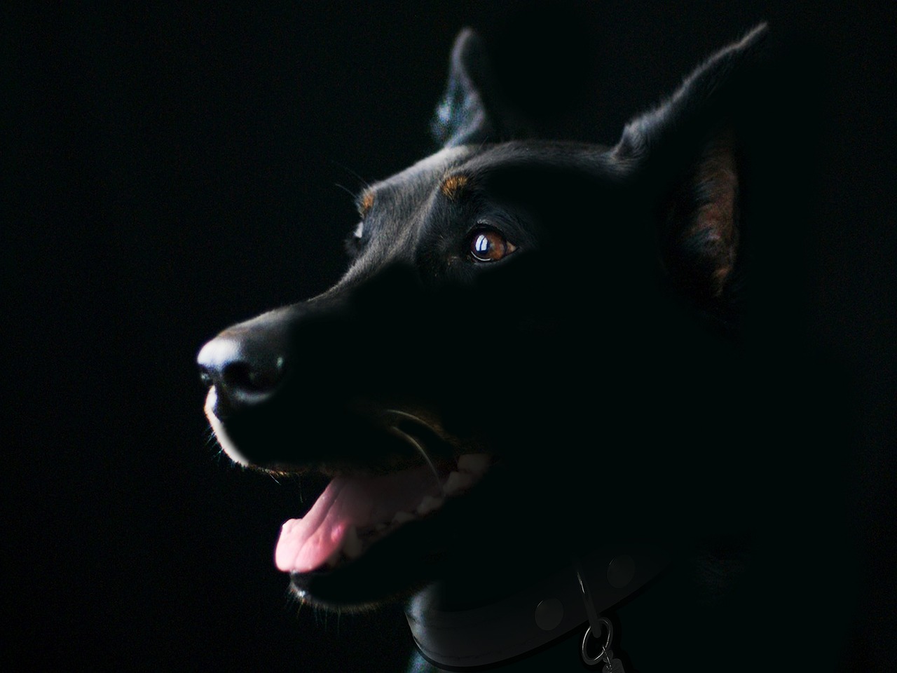 trouvez rapidement des informations sur les chiens perdus dans votre région. découvrez des conseils utiles pour retrouver votre animal de compagnie et les démarches à suivre en cas de perte de chien.