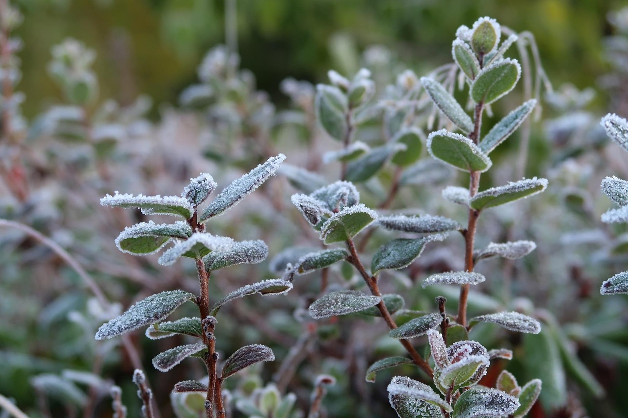 préparez-vous à un refroidissement précoce avec notre analyse des premières gelées de la saison et leurs impacts.