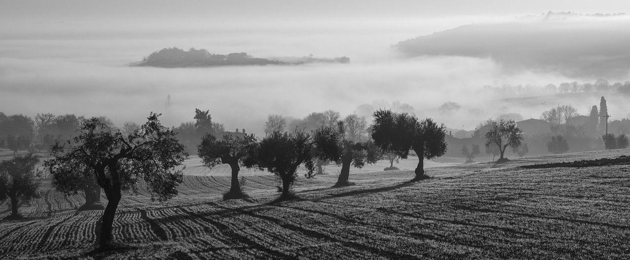 découvrez la récolte des olives, un moment clé pour obtenir une huile d'olive de qualité. plongez dans les méthodes traditionnelles et modernes de cueillette.