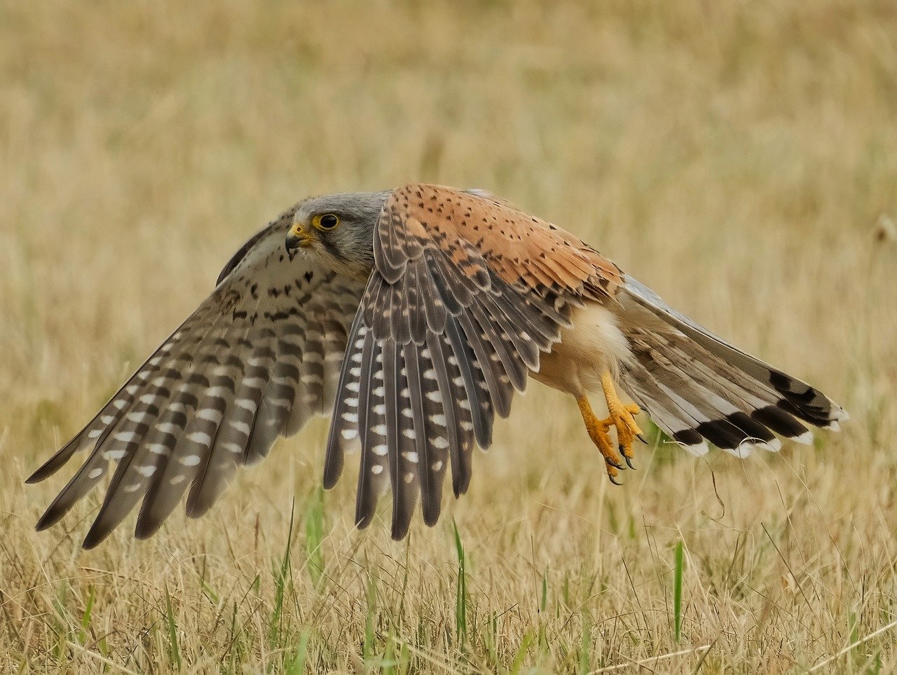 découvrez l'impact du trafic d'animaux sauvages sur la biodiversité et les efforts mondiaux pour lutter contre ce crime écologique.