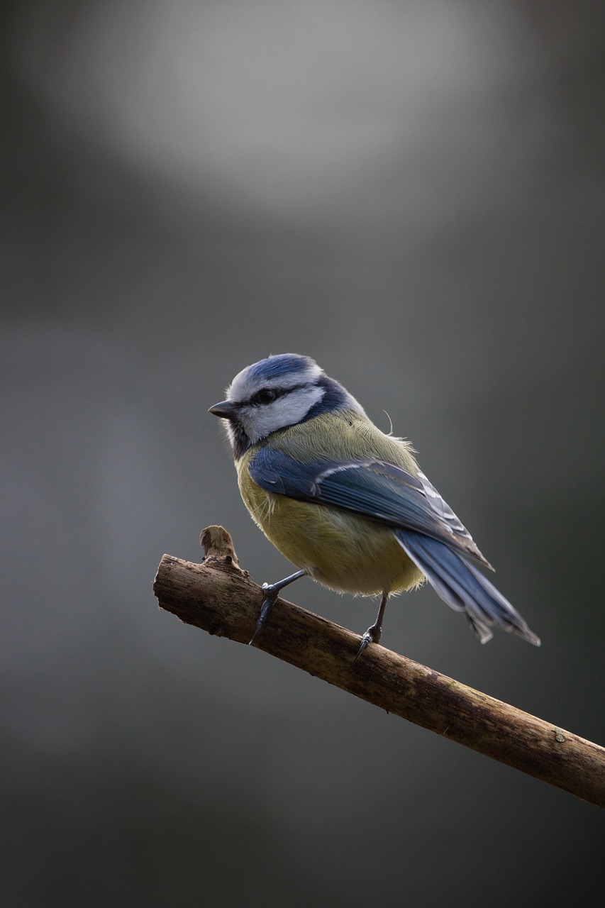 découvrez les enjeux du trafic d'espèces sauvages, ses impacts sur la biodiversité et les actions pour lutter contre ce commerce illégal.